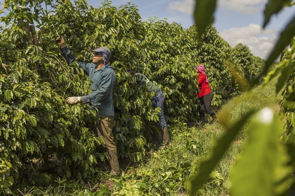 Brazil coffee plantation workers harvesting beans