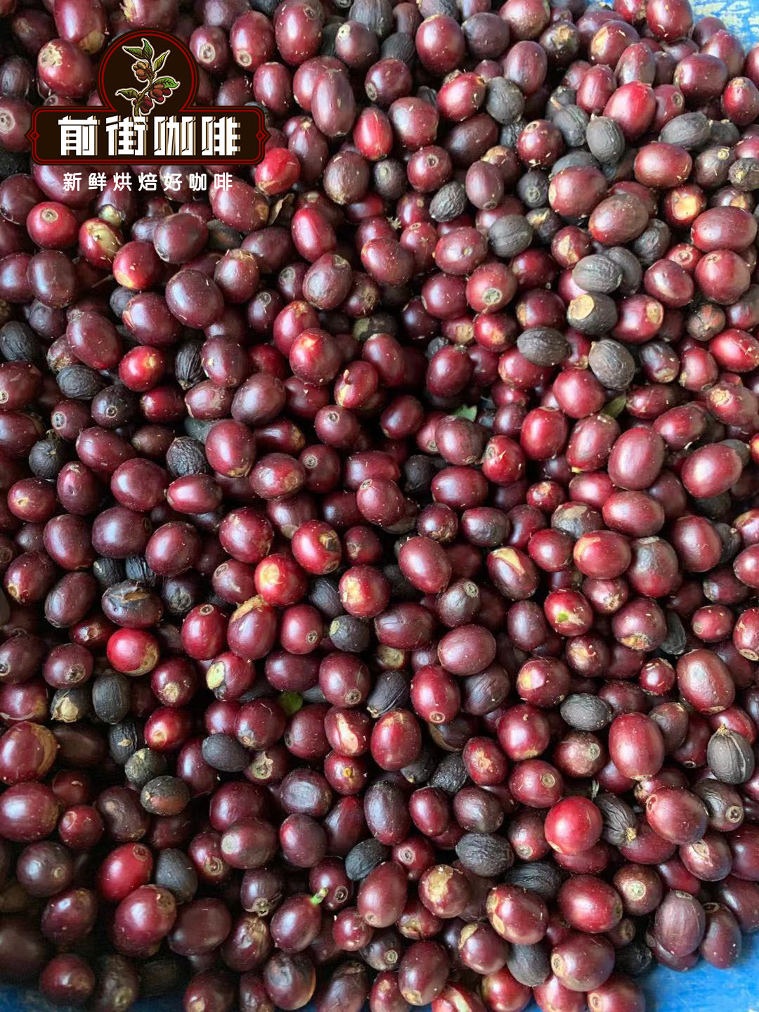Flavor Profiles and Differences: Yunnan Typica and Catimor Coffee Beans