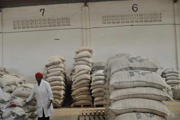 Yirgacheffe Werka Coffee Beans Flavor Characteristics and Profile