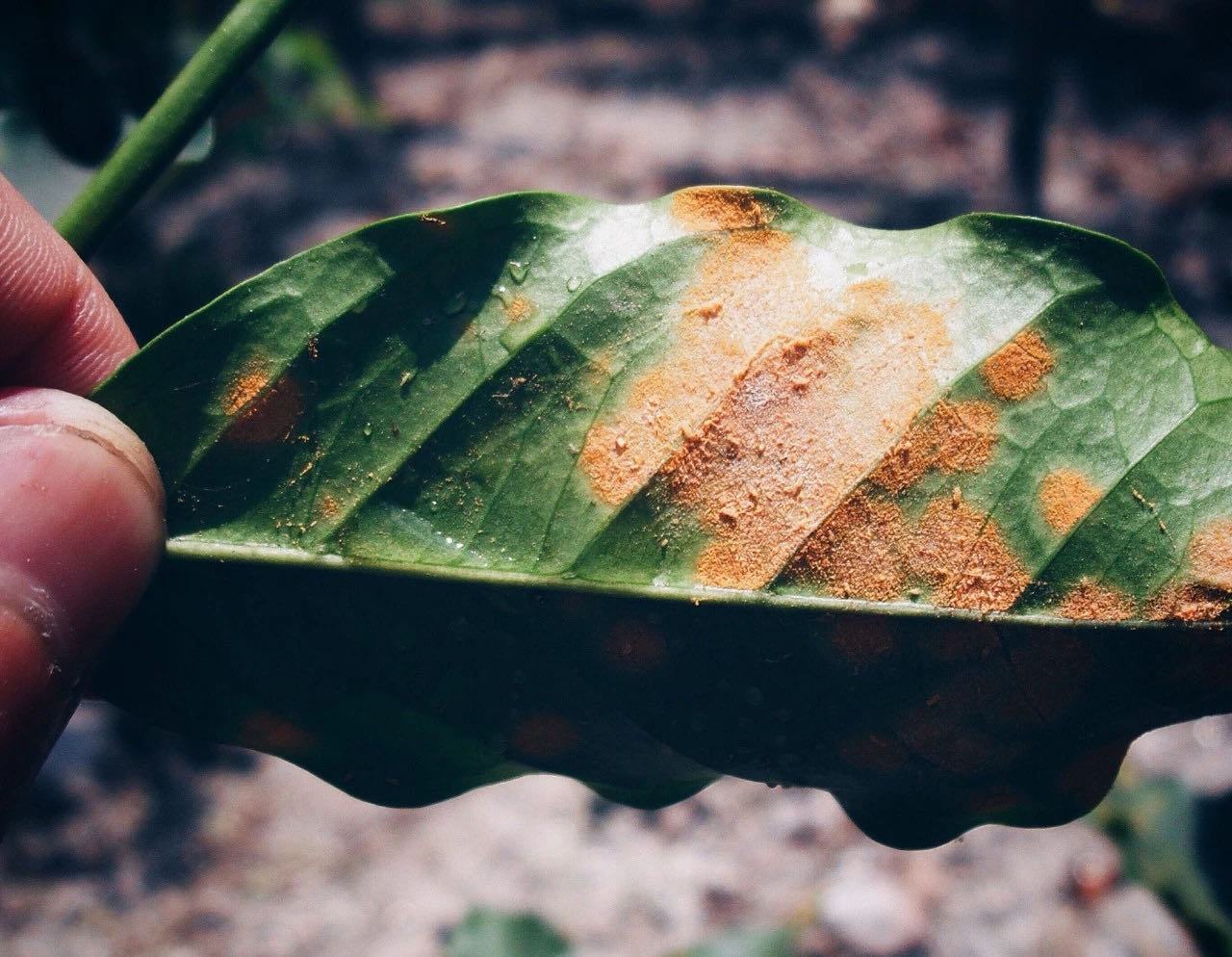 Colombia Coffee Rust Disease Impact