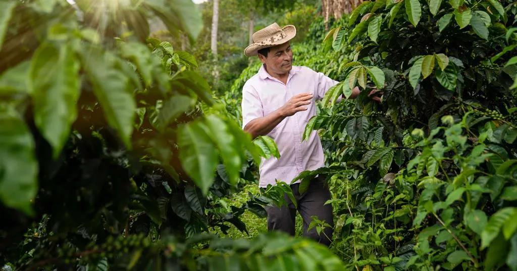 Coffee research data visualization