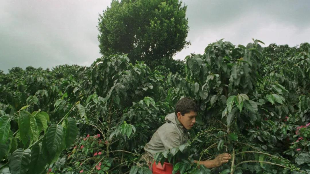 Coffee farmer at high altitude plantation