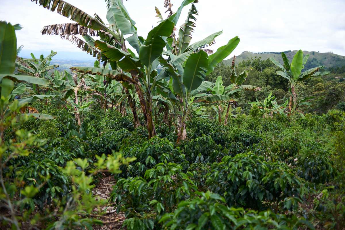 Huila coffee landscape