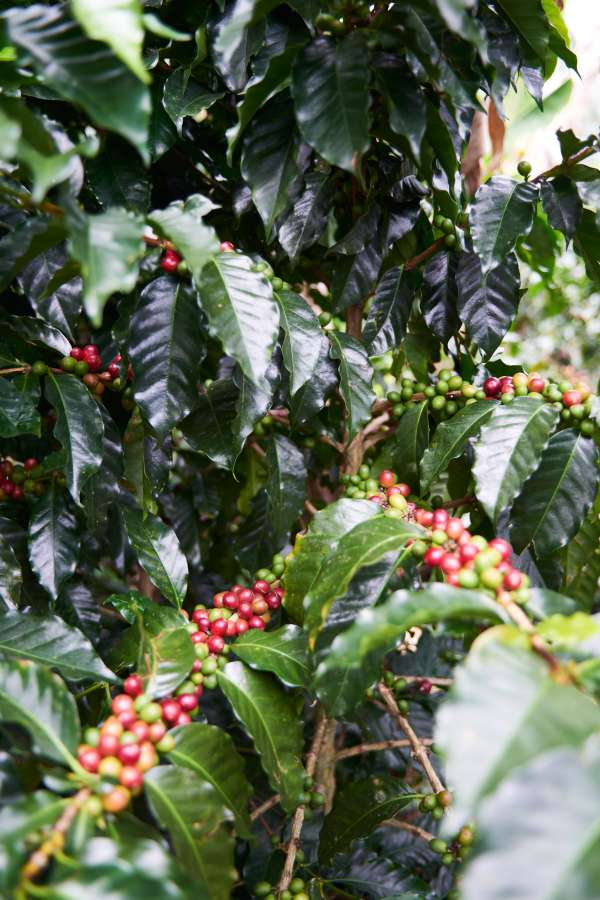 Purple Caturra coffee cherries