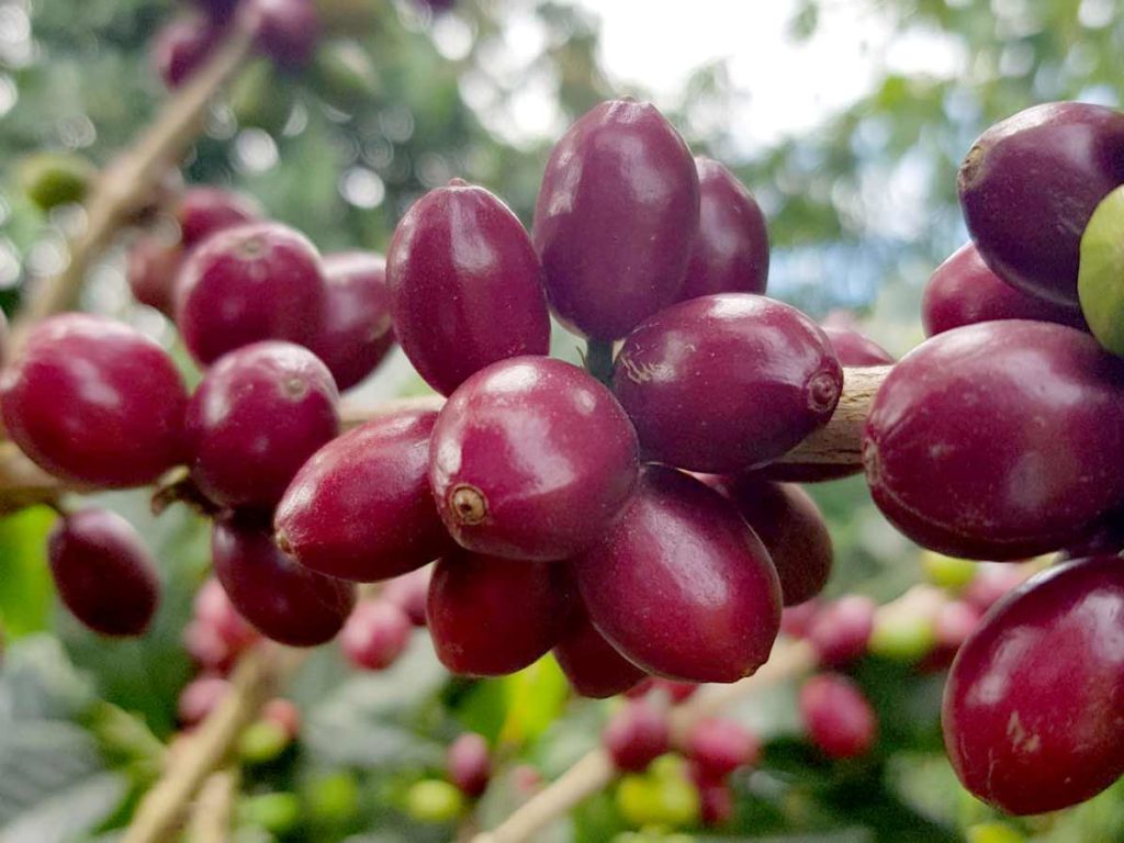 Purple Caturra coffee plant details