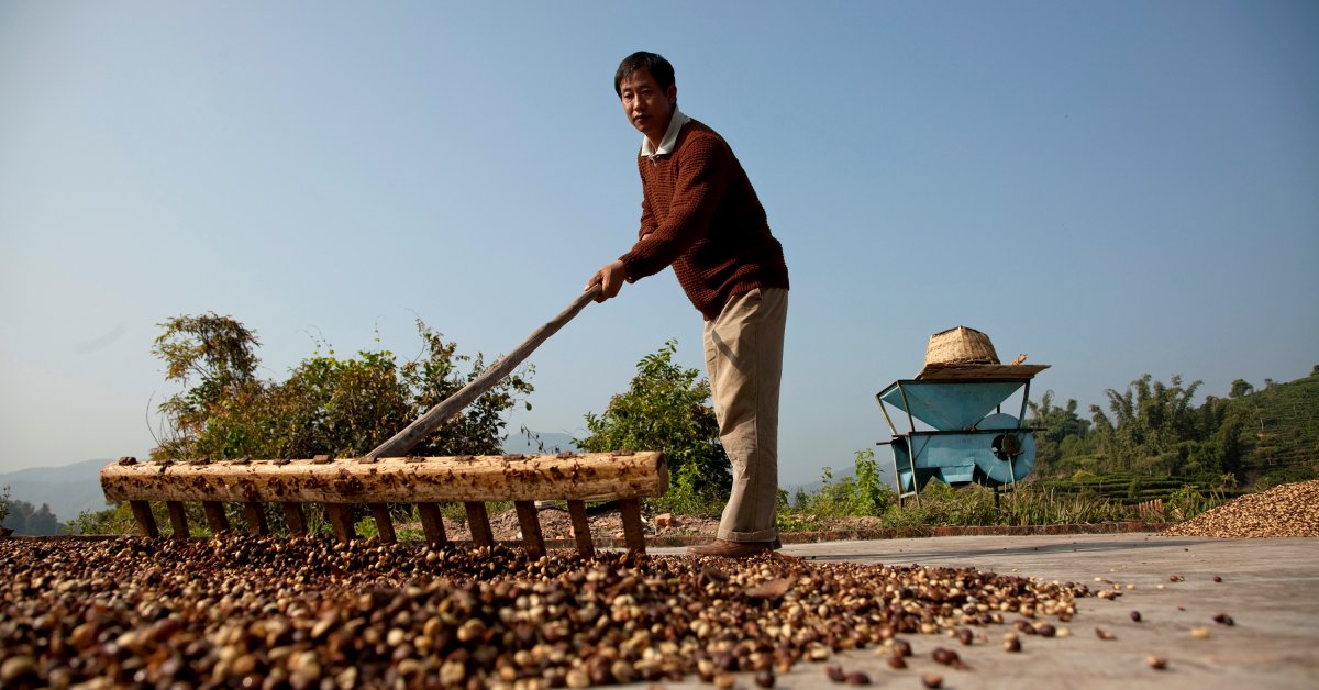 Yunnan coffee beans display