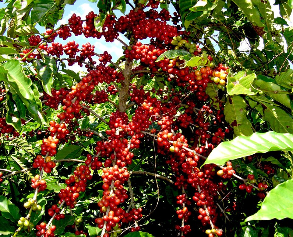 Catimor coffee plant details