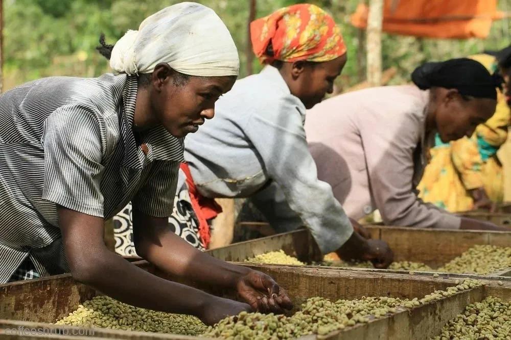 Climate Change Affects the Yield and Quality of Ethiopian Yirgacheffe Premium Coffee Beans
