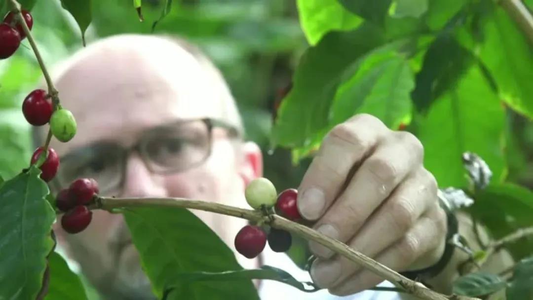 Coffee plantation research