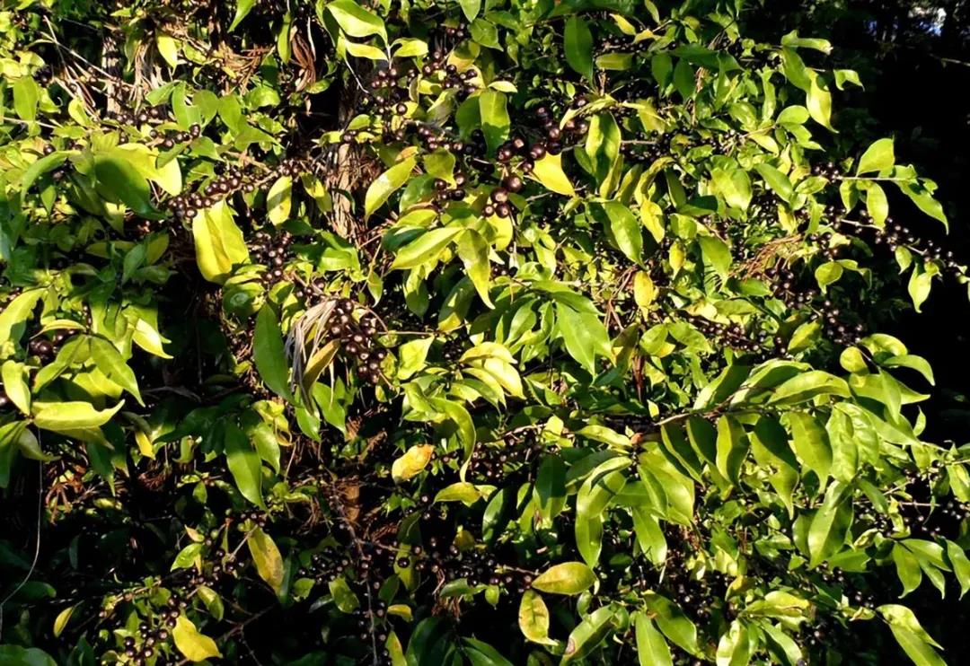 Historical coffee cultivation