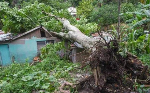 Coffee cherries knocked to the ground by Hurricane Eta's rains