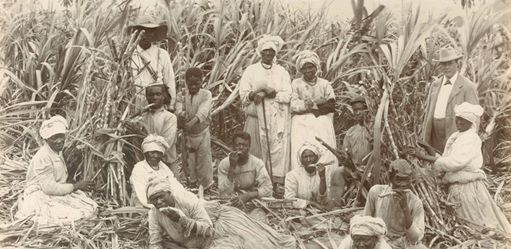 Historical illustration of coffee plant cultivation