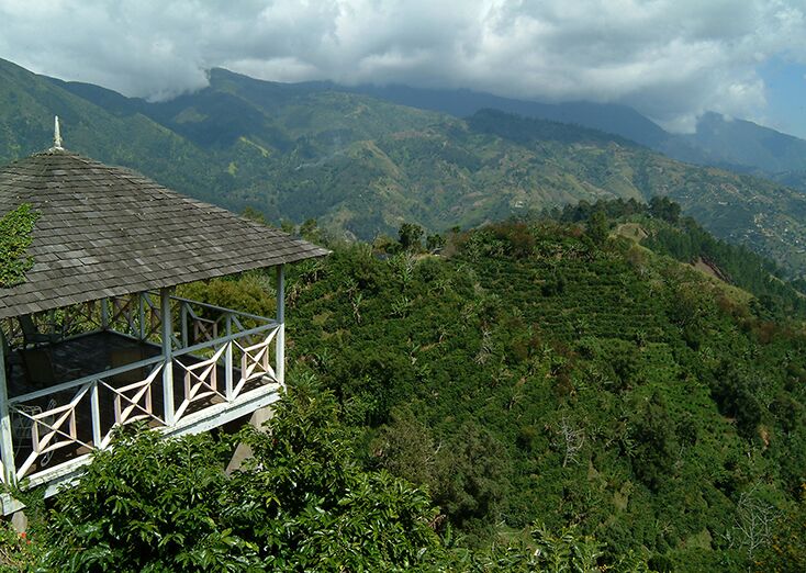Historic Clifton Estate coffee plantation in Jamaica
