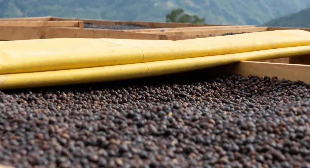 Natural coffee drying process