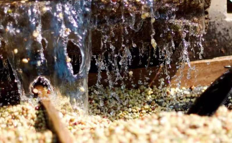 Washed coffee processing method