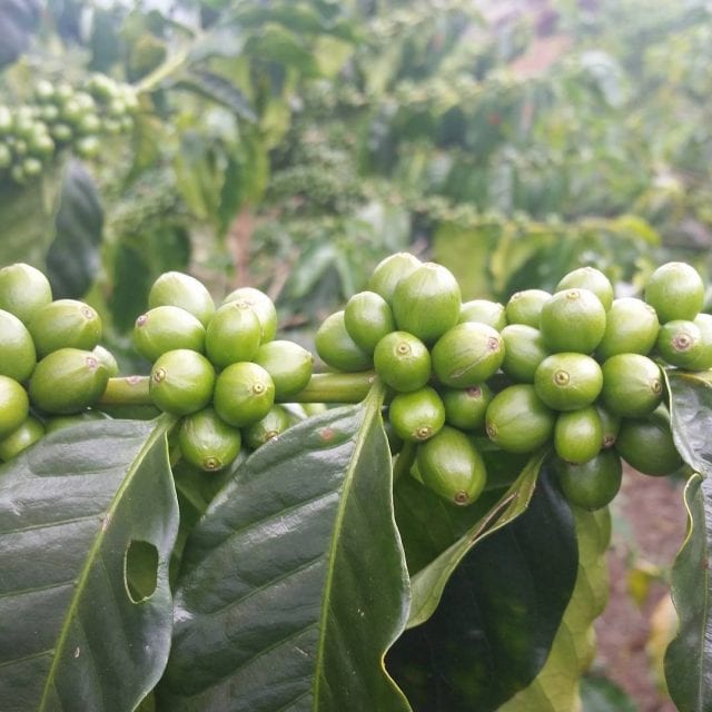 Rust-resistant coffee varieties recommended by FNC