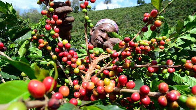 Kenyan coffee plantation workers