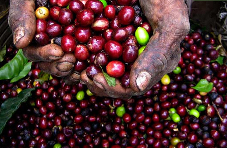 Kenyan coffee farmers receiving support