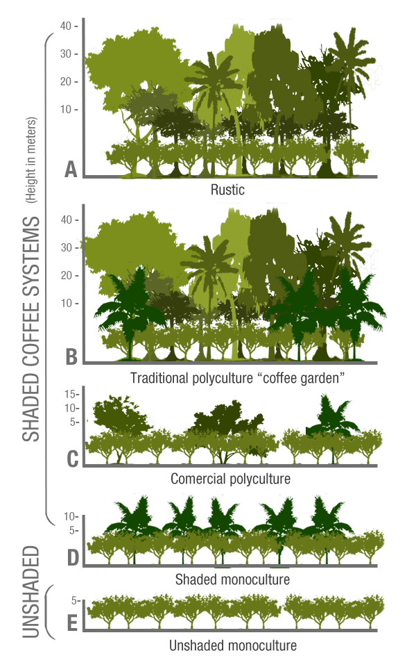 Scientific documentation of shade tree species for coffee cultivation