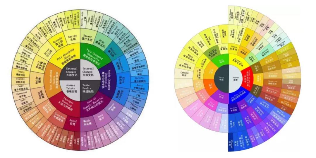 Two versions of coffee flavor wheels displayed on walls at FrontStreet Coffee
