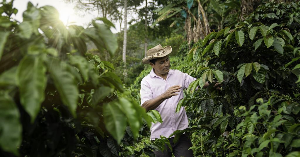 Colombian Coffee What Impact Will Global Climate Change Have on the Colombian Coffee Industry