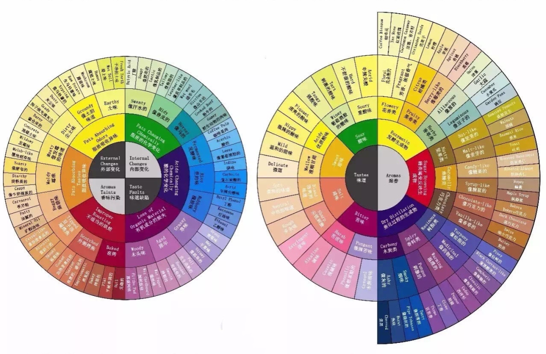 Coffee flavor wheel showing arrangement from light to heavy flavors