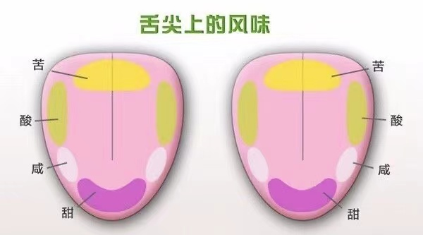 Tongue taste map showing different taste perception areas
