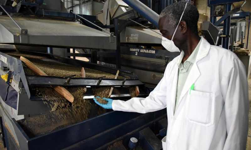 Kenyan coffee beans being sorted and prepared for export