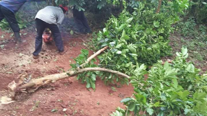 Kenyan farmer tending to avocado trees as an alternative to coffee