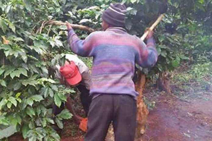 Coffee farmer inspecting coffee plants on his Kenyan farm