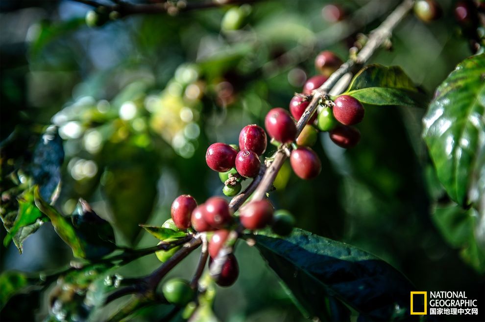 Coffee farmers in Ethiopia