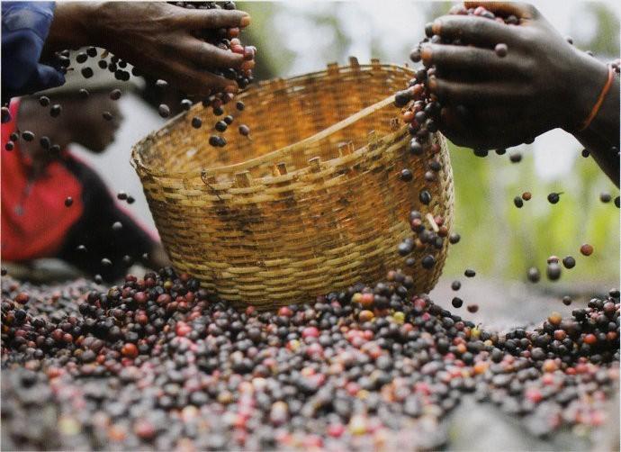 Ethiopian coffee beans from Sidamo region
