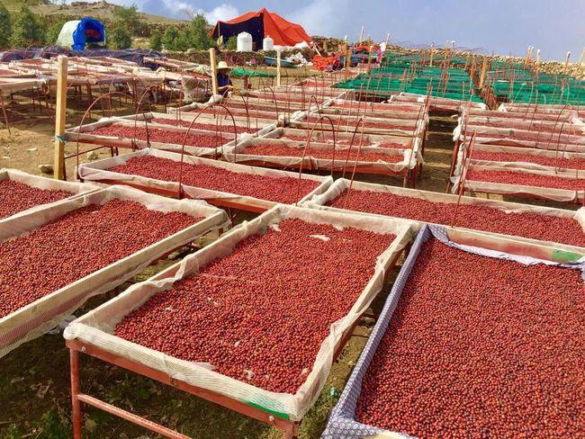 Coffee beans being sorted and processed