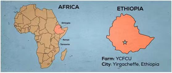 Carrying coffee cherries manually in Ethiopia