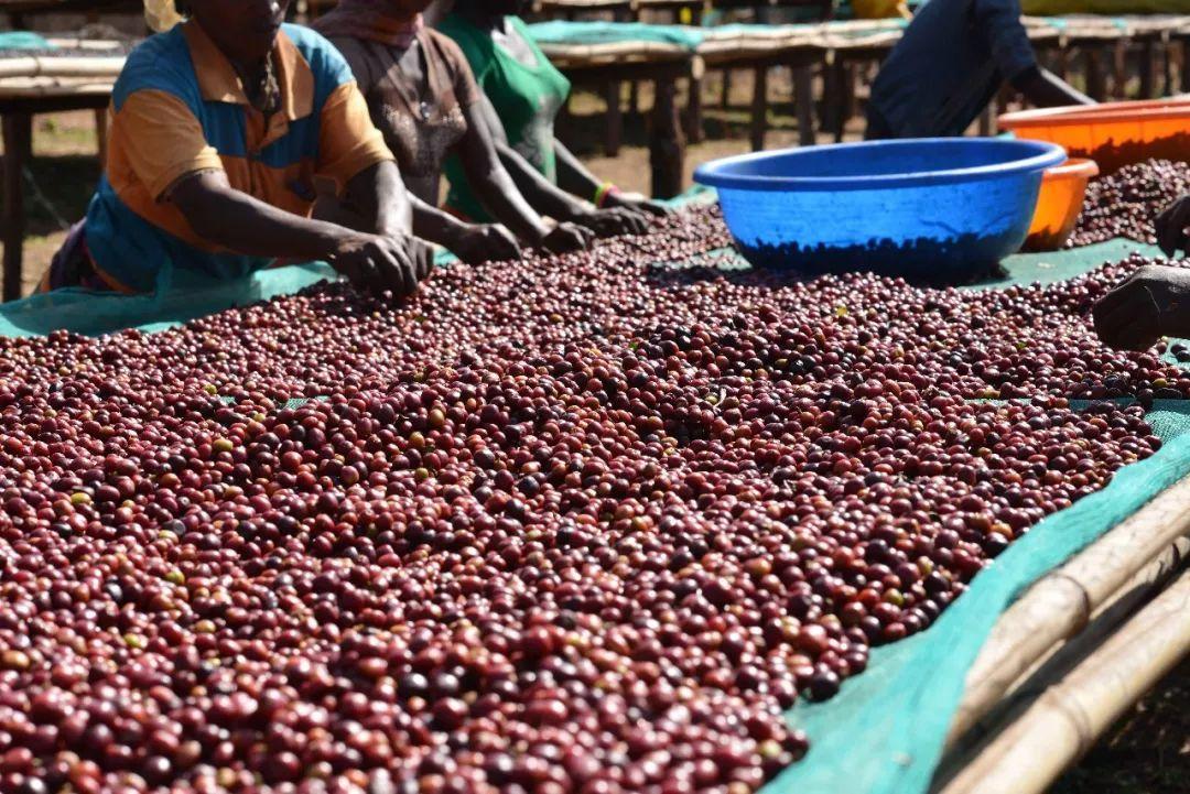 Ethiopia's diverse coffee cultivation systems