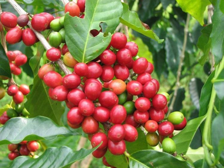 Ethiopian coffee cultivation and harvesting
