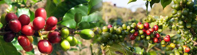 Coffee production