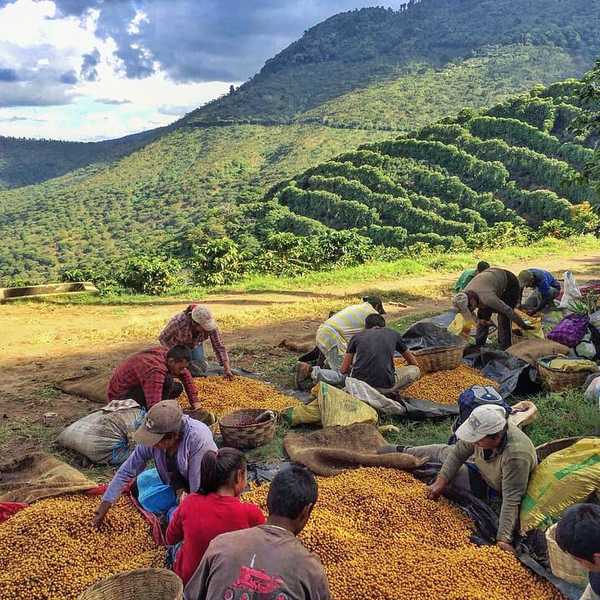 Monastery coffee in the forest area