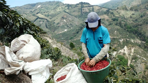Giant Stone Estate showing coffee plants and ancient stone spheres