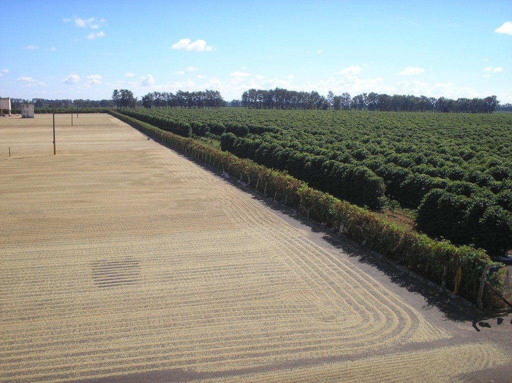 Coffee cherries on tree branches