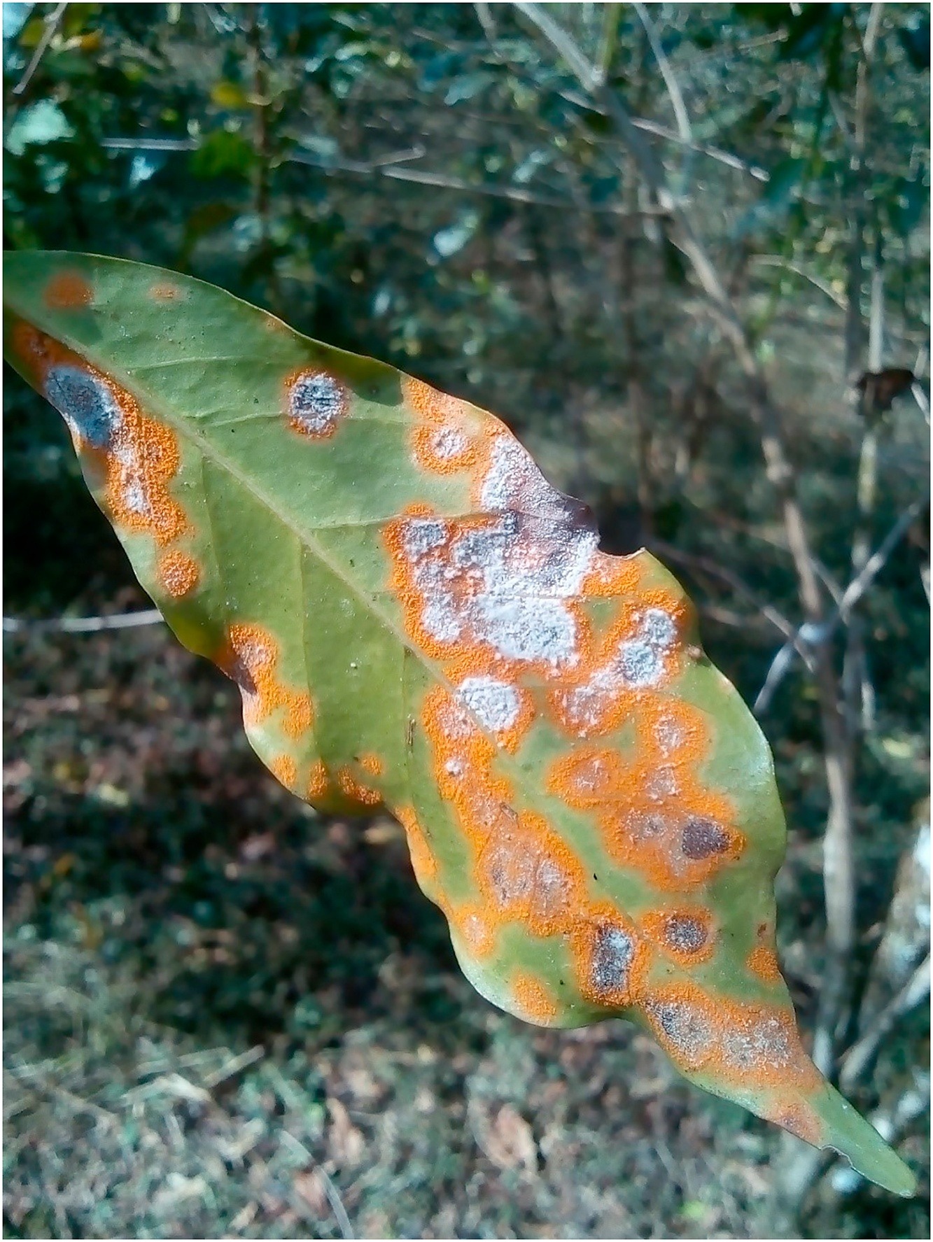 Coffee leaf rust disease symptoms on infected leaves