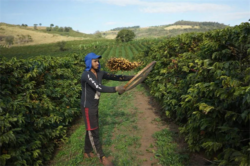 Brazilian coffee harvesting machine