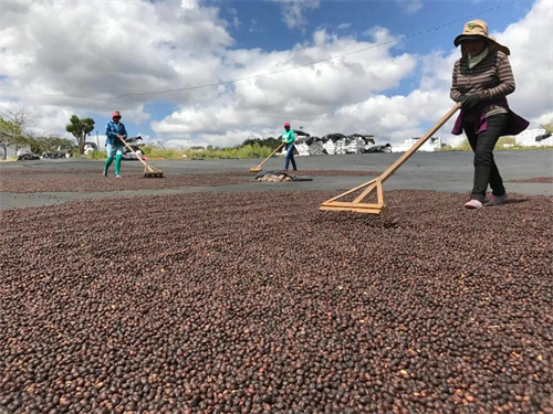 Traditional coffee drying process