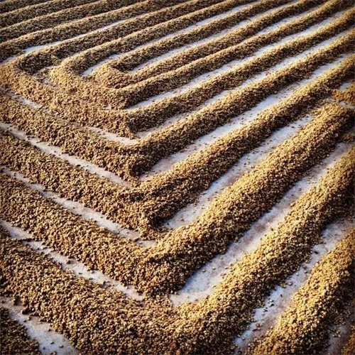 Rioy flavor demonstration