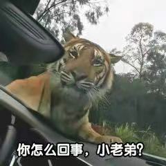 Caffeine molecule structure