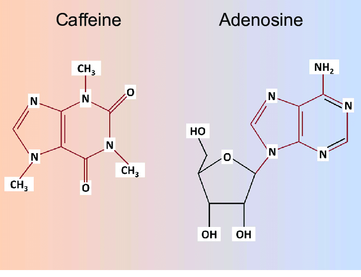 Caffeine blocking adenosine receptors