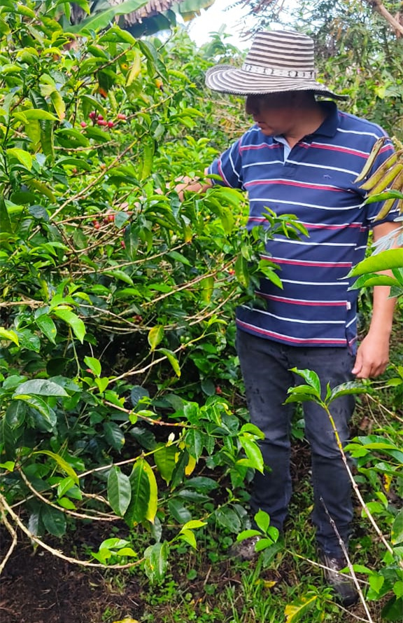 Champion coffee producer