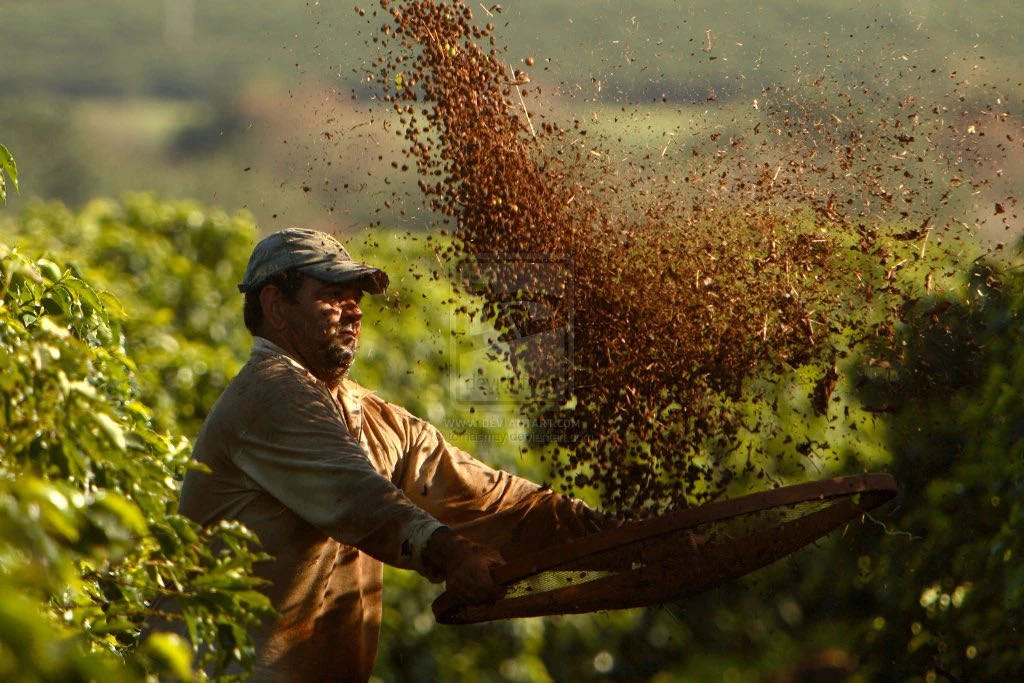 Brazil coffee production forecast