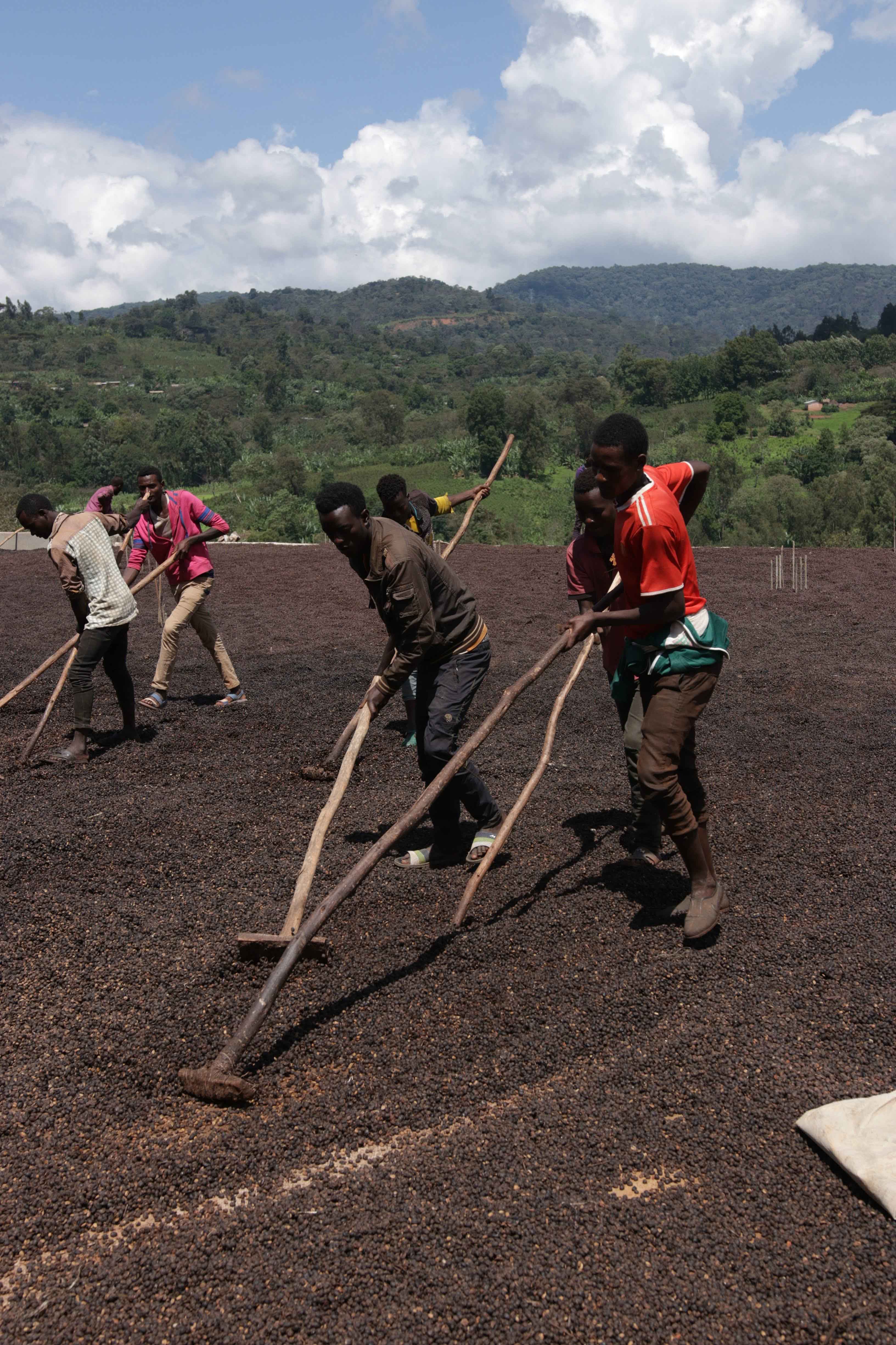 Hambella coffee processing station