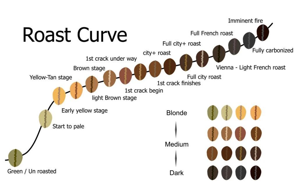 Coffee beans at different roast levels